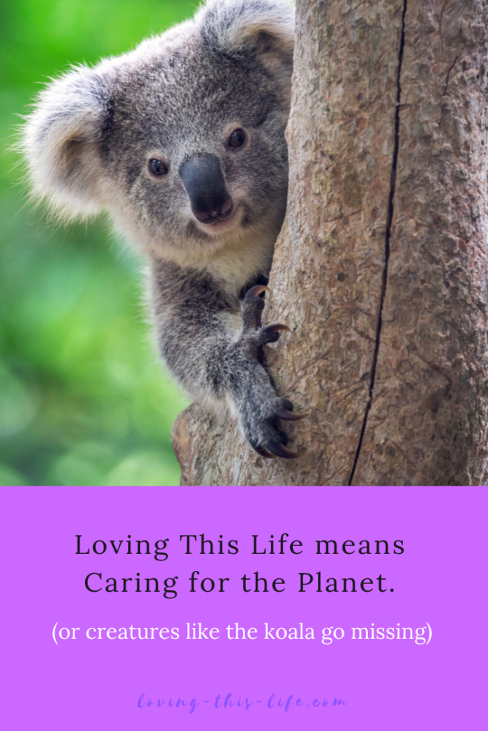 What can you do to Save The Environment? | Loving This Life